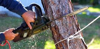 Best Soil Testing and Treatment  in Holland, TX