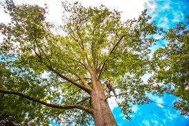 Best Hazardous Tree Removal  in Holland, TX