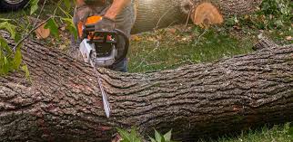  Holland, TX Tree Services Pros