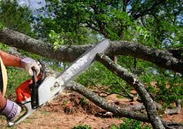Best Tree Disease Treatment  in Holland, TX