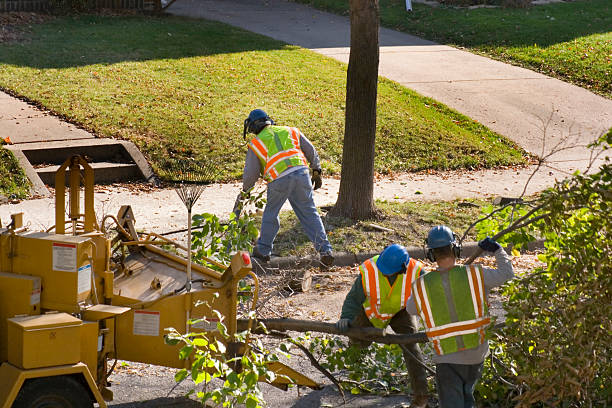Best Lawn Maintenance Plans  in Holland, TX