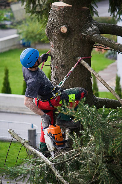 Best Pest Control for Lawns  in Holland, TX
