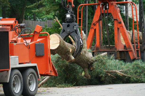 How Our Tree Care Process Works  in  Holland, TX