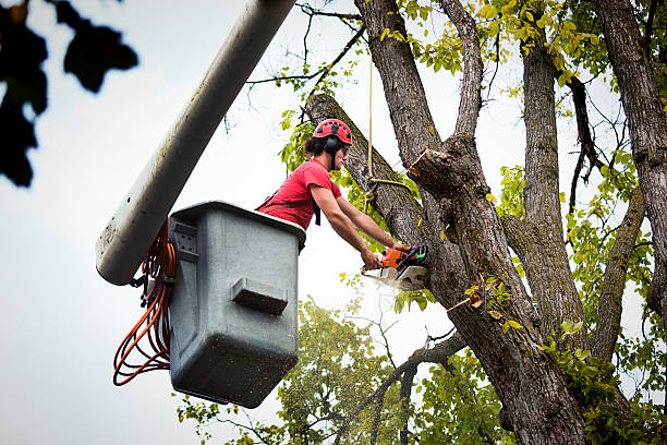 Best Leaf Removal  in Holland, TX
