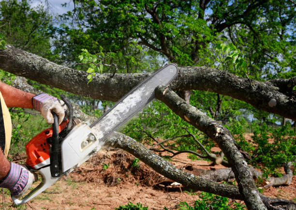 How Our Tree Care Process Works  in  Holland, TX